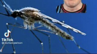 Experimental GMO Mosquitos unleashed in Florida and Texas