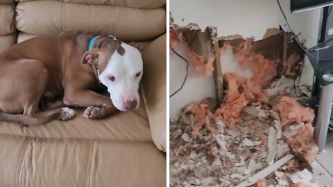 Dog Suffering From Separation Anxiety Totally Destroys Home