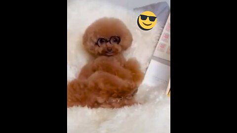 Funny videos of cute animals😂🐶😽🐶🤣🤩