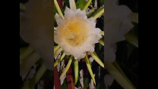 DRAGON FRUIT MANUAL POLLINATION PT. 1.1