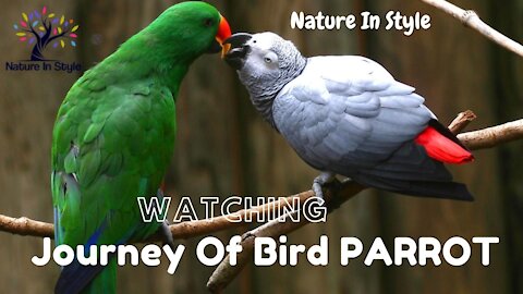 Journey Of Bird PARROT | Nature In Style