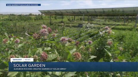 Audubon Rockies adds garden to Jack's Solar Garden in Longmont