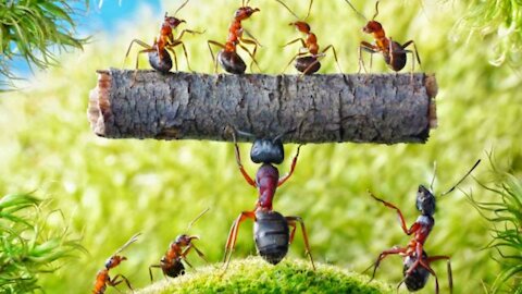 How Strong Are Ants? | Ants Are Even Stronger Than You Imagine