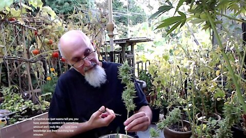 Harvesting Tobacco, Hops & Cannabis from Our Patio Garden: Chilling, Trimming & Talking Life [ASMR]