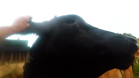 Gigantic bull "moos" his appreciation when he gets his ear scratched