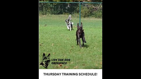 Live Oak Dog Obedience Training Riverton Utah