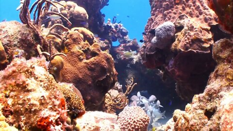 Colorful Fish In A Coral Reef