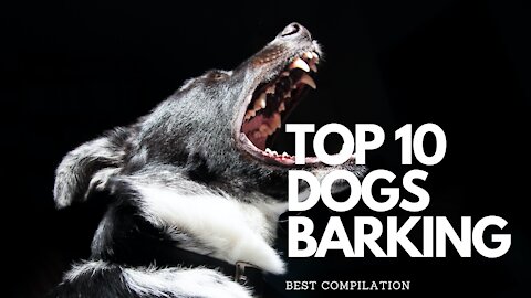 TOP 10 Dog Barking [COMPILATION}