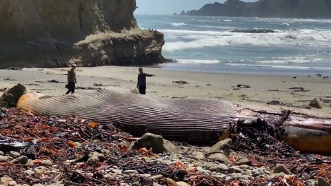 filming crew planning a shot of a dead blue whale on the shore of a beach in the Chiloe island