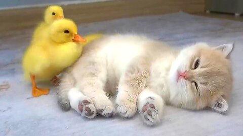 Kitten Mio And Ducklings Sleep Sweetly mom feeding with others cat is talking and