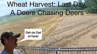 Wheat Harvest: Last Day, A Deere Chasing Deers #farming