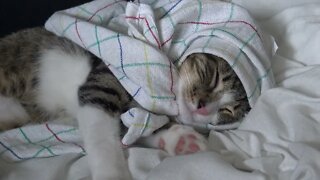 Cutest Little Cat Covers His Head