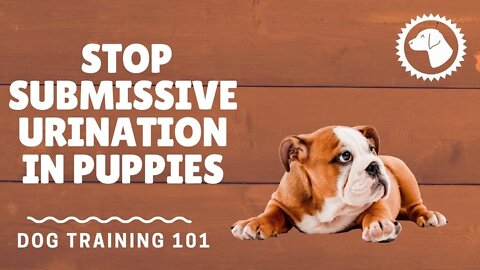 How To Stop Submissive Urination In Puppies | DOG TRAINING 🐶 #BrooklynsCorner