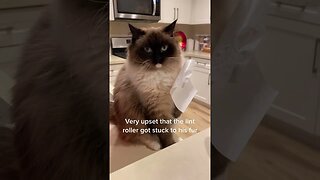 Cat Life Tiktok mhoffff