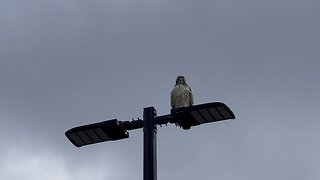 Rough Legged Hawk waiting on lunch