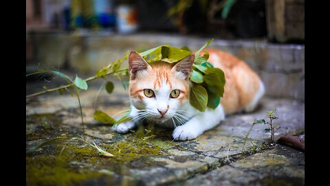 "Feline Follies: Hilarious Cats & Zany Animals Unleashed!"