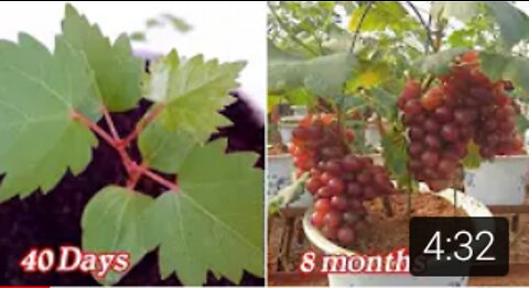 Growing Grapes From Seeds is Very Easy With These 3 Steps