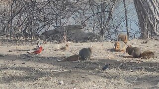 3 Squirrels and a Pair of Cardinals Eating Bird Seed in the Park