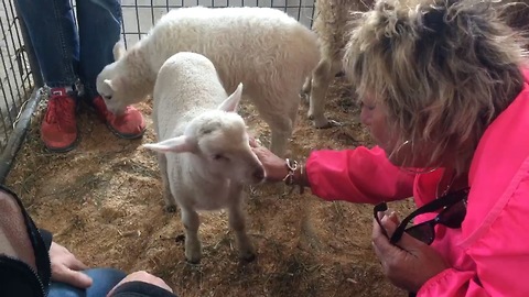 Adorable lamb tries to steal woman's bracelet
