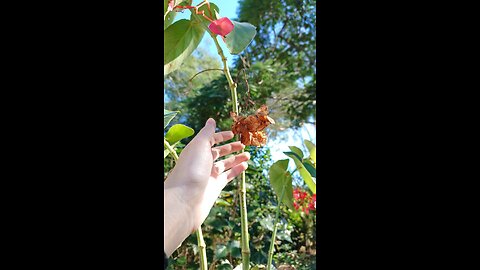 Asmr ao ar livre 🍃