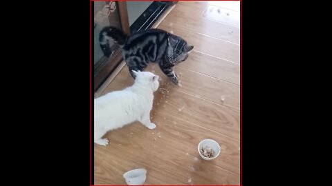 The Hilarious Battle of the Cat