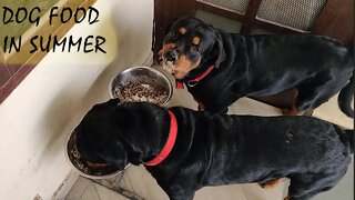 What to give your dogs to eat in summer ? || Mr.Bolt