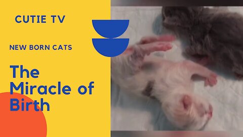 New born cats | The Miracle of Birth