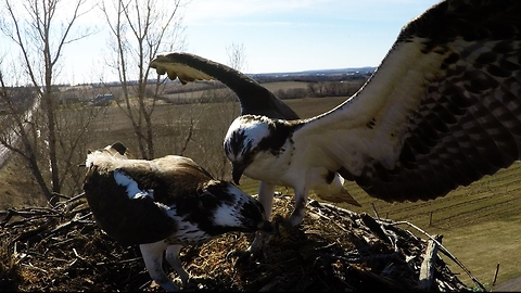 GoPro in nest captures Osprey delivering fish to his mate