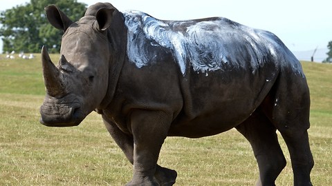 White Rhino Herd Having Sun-Tan Lotion Applied
