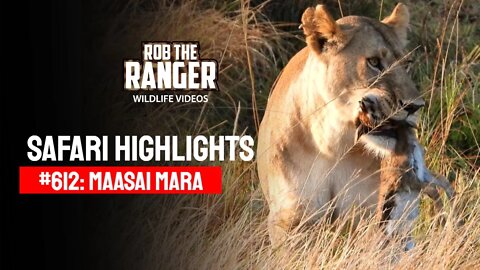 Safari Highlights #612: 12 -13 August 2021 | Maasai Mara/Zebra Plains | Latest Wildlife Sightings