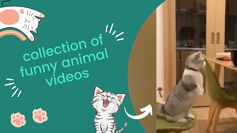 funny animal videos | cutest cat 😂