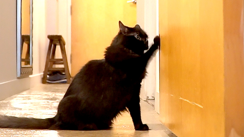 Compilation shows cat's extreme hatred of closed doors