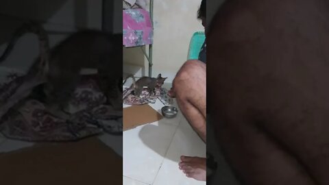 ill kitten eating dahi, ill kitten, ill, kitten, eating dahi, dahi, 🤒🤒🐈🐱#viral #trending #suggested