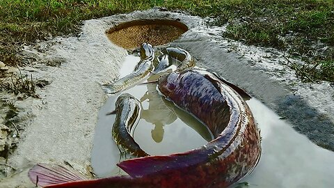 Amazing Hole Fish Trap- Smart Boy Build Fish Trap By Muddy soil- Get A Lot of Fish 100