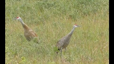 Sandhill Cranes