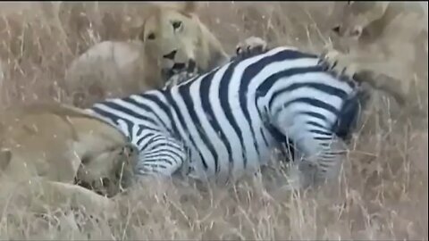 Lions vs zebra 🦓 #wildlifemagictv#wildlife