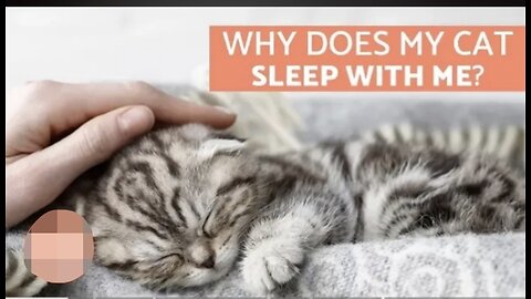 Reasons why cat loves to sleep with its owner.