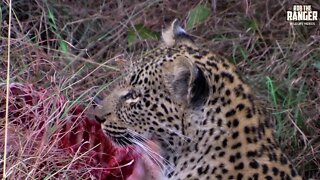 Female Leopard With An Impala Meal | Archive Footage