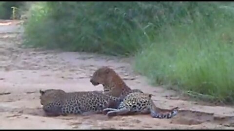 WILDlife: Pairing Leopards in a Dry Riverbed