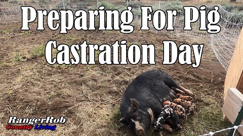 Prepare For Pig Castration Day & Estate Sale