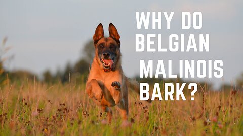 Why Belgian Malinois bark alot?