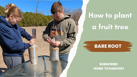 How to plant a BARE ROOT fruit tree