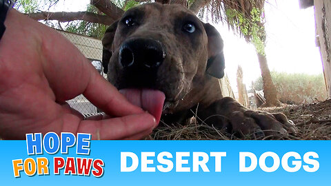 EIGHT desert dogs + police were called on us = it was intense! 🥵