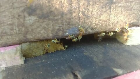 Jataí chegou na caixa isca de abelhas apis | Canal Conectados Hoje