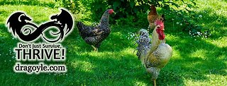 What A Beginner Needs To Know About Raising Chickens