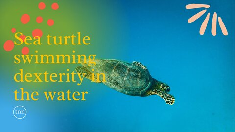 Sea turtle swimming dexterity in the water