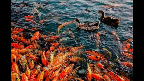 Check out the amazing koi fish video