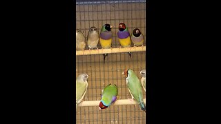 Gouldian Finches in Flock