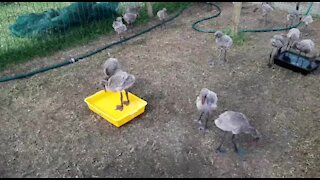 SOUTH AFRICA - Durban - The progress of the rescued flamingo chicks (Video) (RfR)
