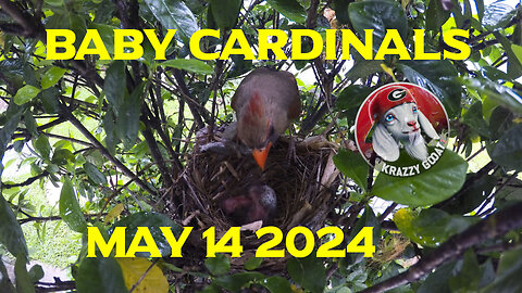 Baby Cardinals 1st full day of life. May 14 2024 -